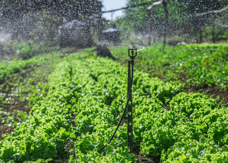 Sistemas de irrigação distribuídos pela SAF beneficiam mais de 2,6 mil famílias de agricultores