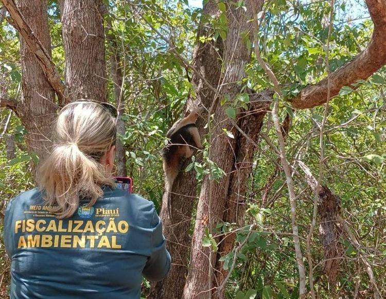 Mais de 200 animais são devolvidos à natureza em 2024