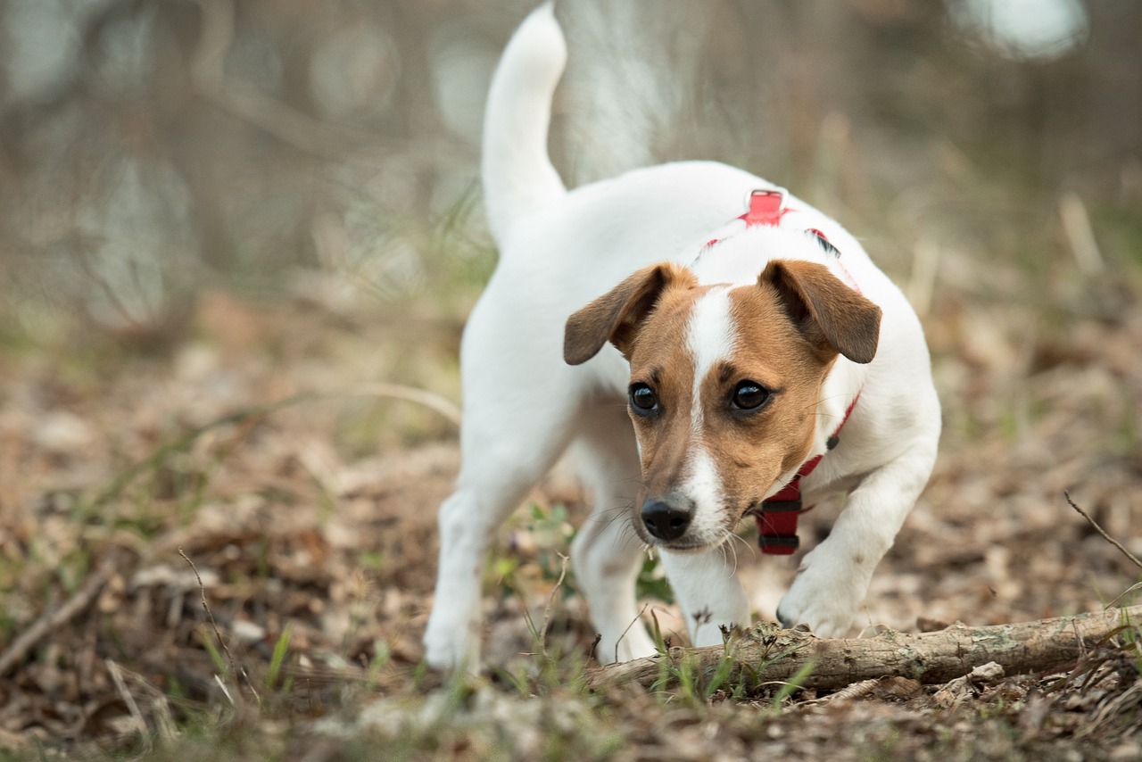 Com criança, evite ter esses cães em casa