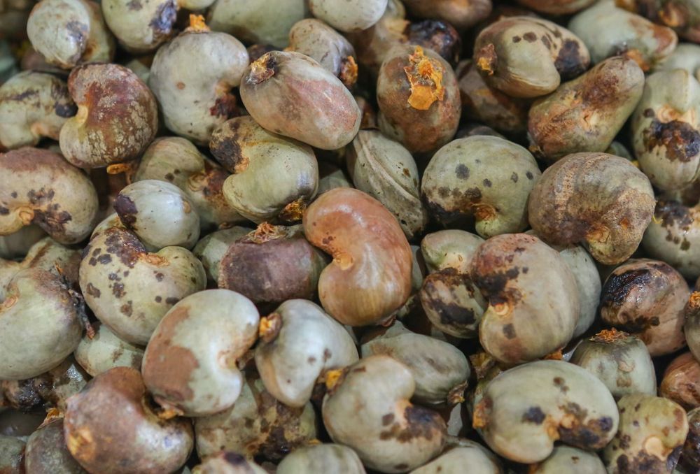 Piauí exporta mais de 25 toneladas de castanha de caju para a Itália -  Economia