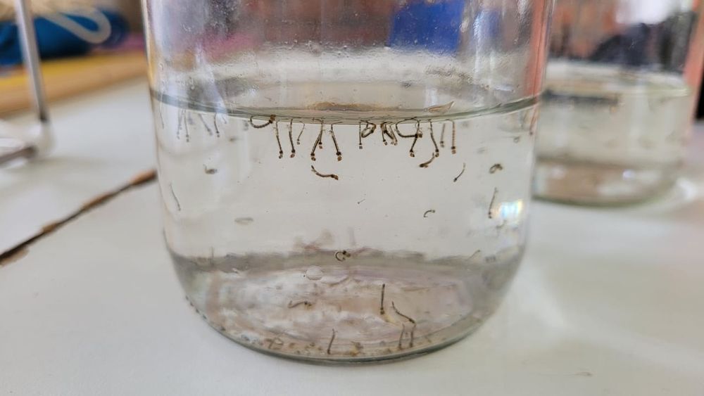 Larvas do mosquito Aedes aegypti, transmissor da dengue