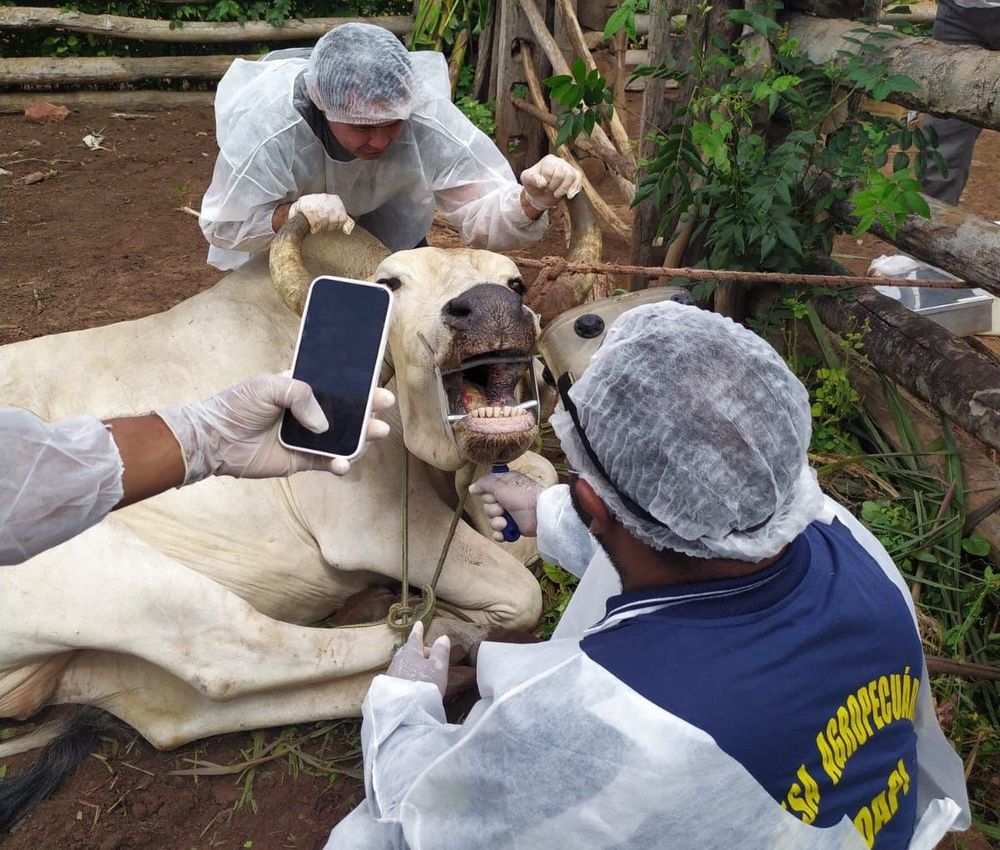 Vacinação contra febre aftosa no Piauí