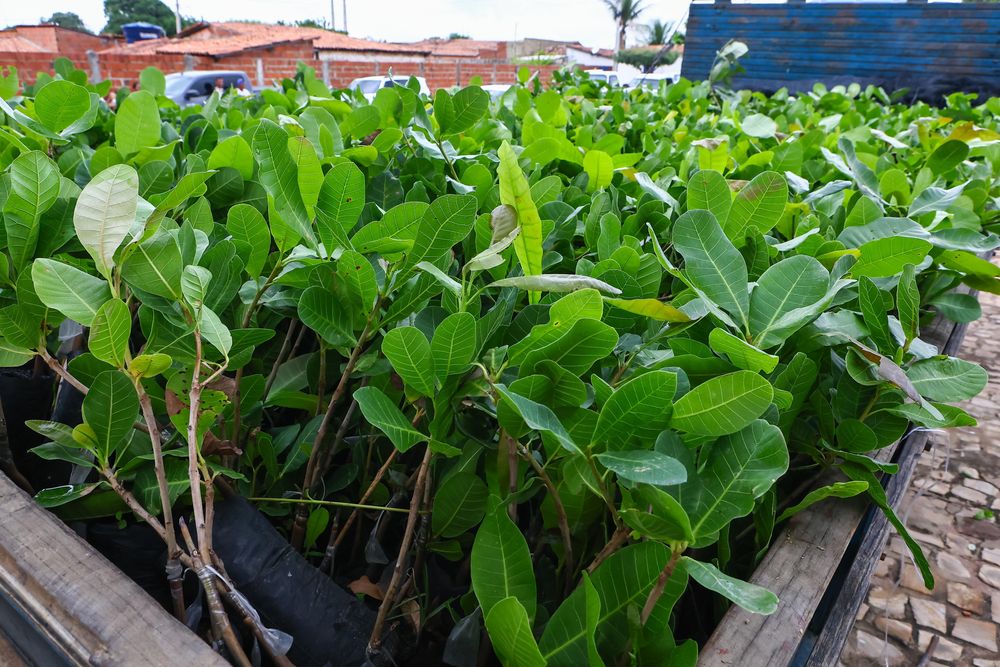 Mudas de caju para agricultores familiares