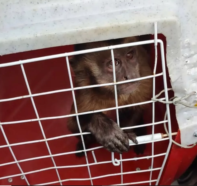 Macaco foi resgatado pelo IBAMA