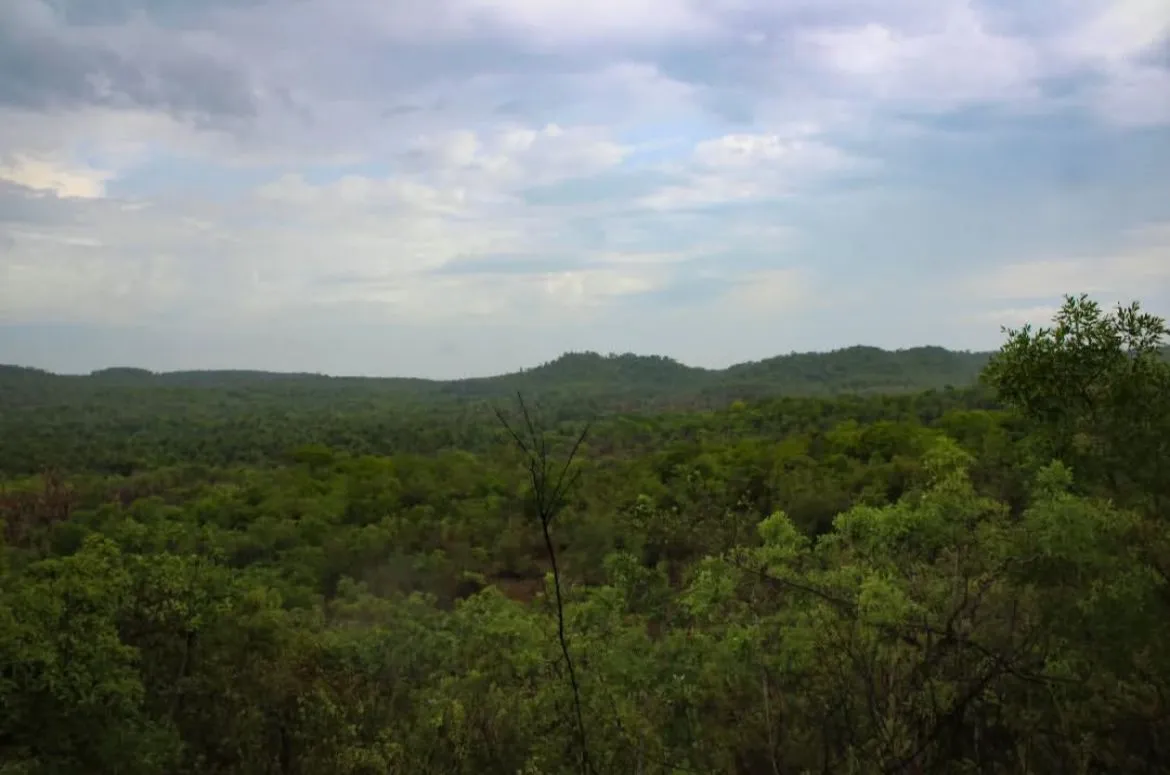 Floresta no Piauí