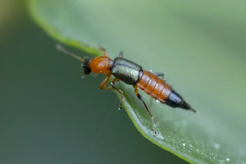 Inseto paederus irritans, mais conhecido como