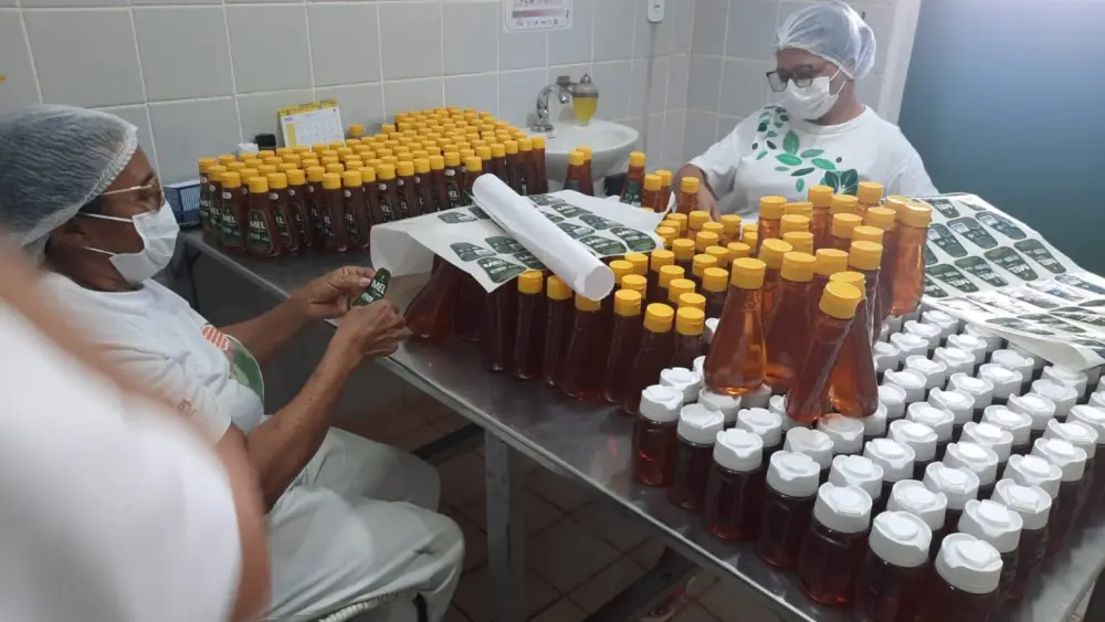 Produção de mel no Piauí