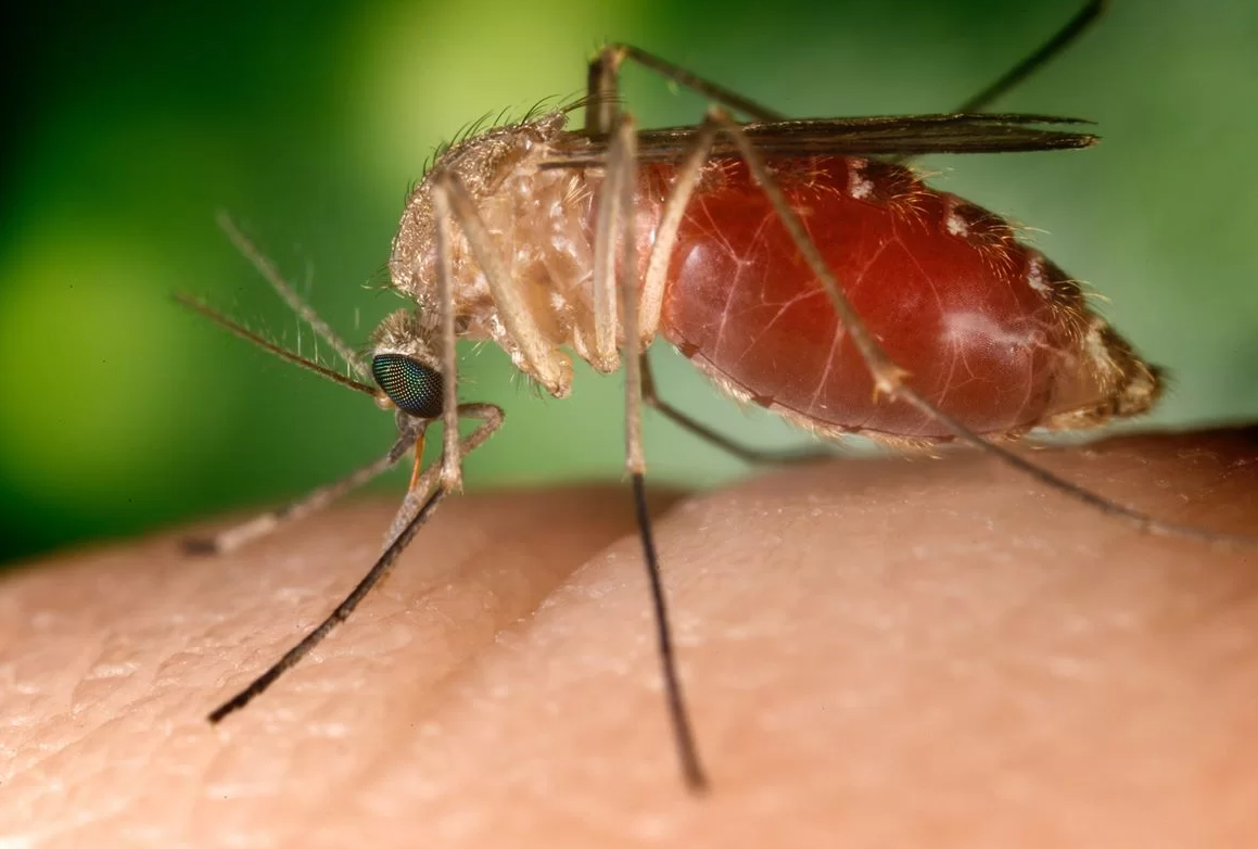Mosquito transmissor da febre Oropouche