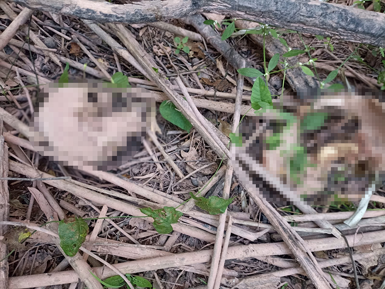 Ossada humana encontrada na Cerâmica Cil