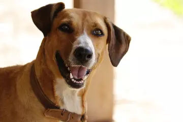 Cachorro caramelo