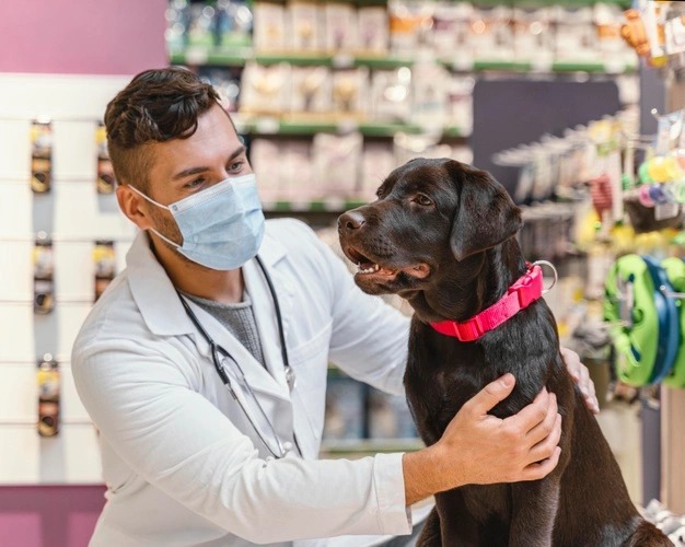 Mercado em expansão para o profissional de medicina veterinária