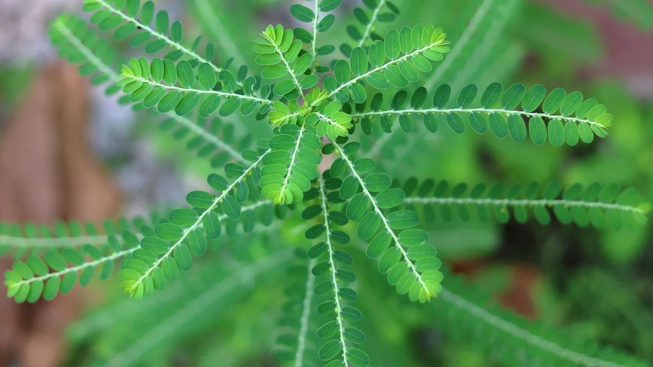 Brasil terá fitoterápico inovador para o SUS com folha de quebra-pedra -  Saúde
