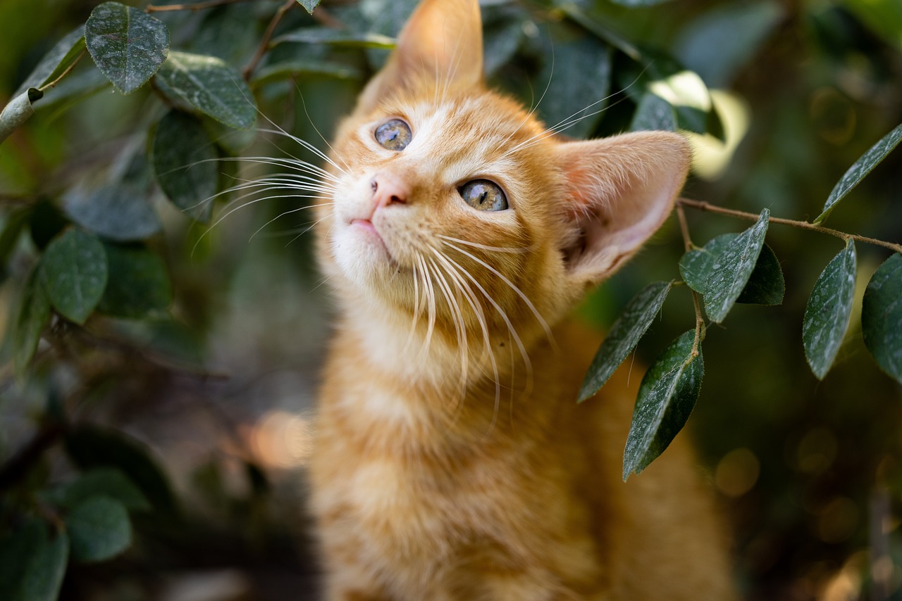 Plantas perigosas para os pets