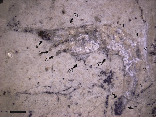 Camarão fóssil com aproximadamente 90 milhões de anos