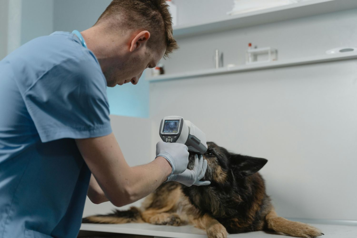 Prevenção veterinária transforma o cuidado com os pets no Brasil