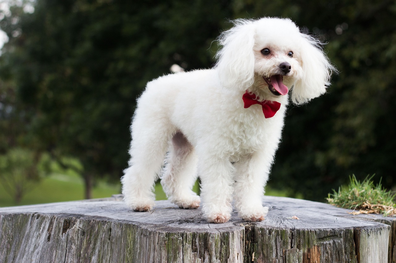 Conheça o cachorro ideal para um lar com criança