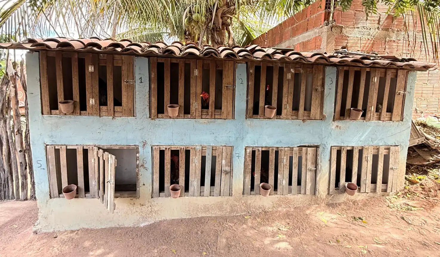 Polícia desarticula ponto de rinha de galos
