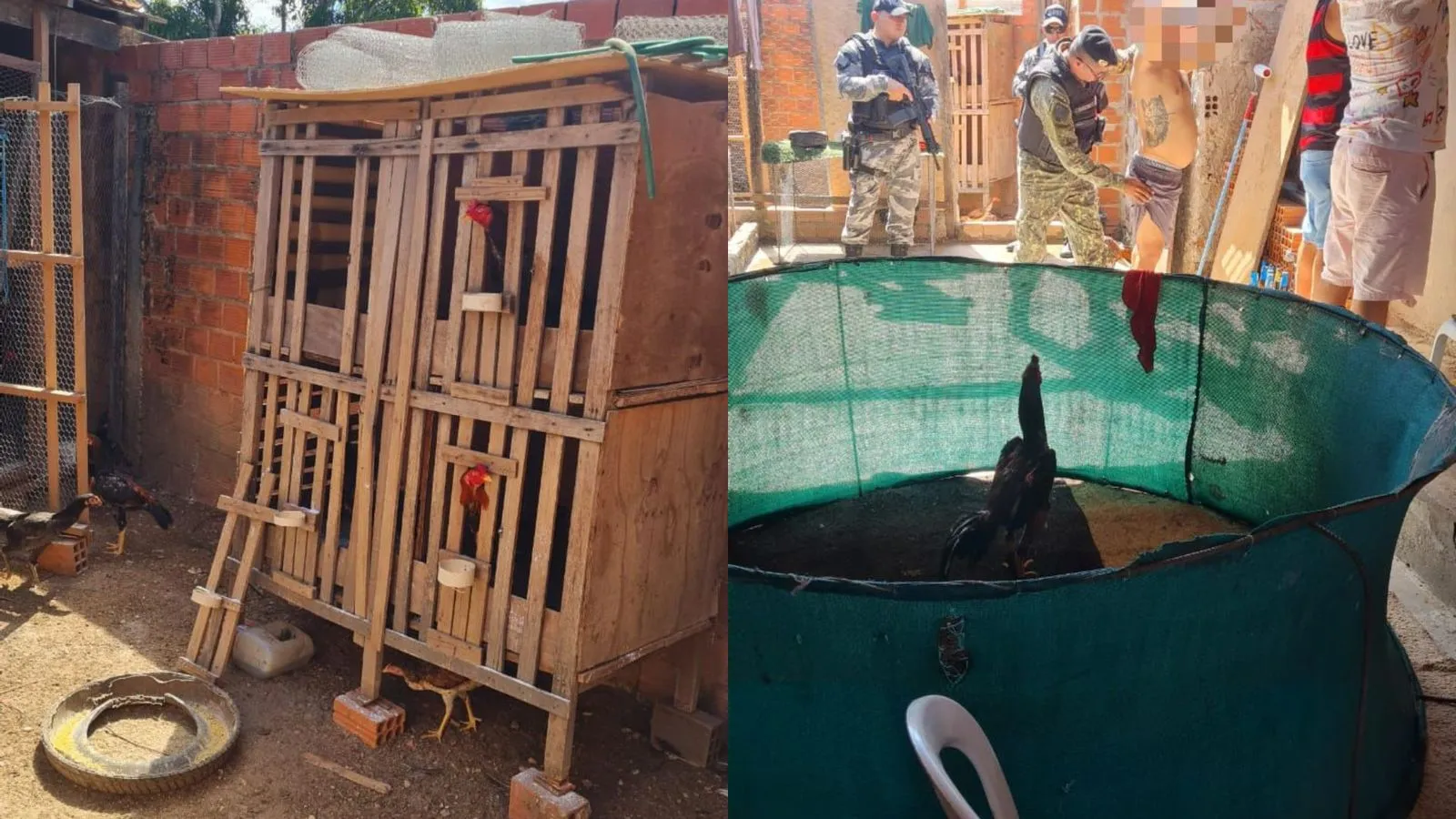 Rinha de galos na zona Leste de Teresina