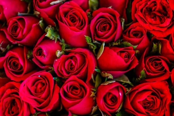 Rosas vermelhas/imagem ilustrativa