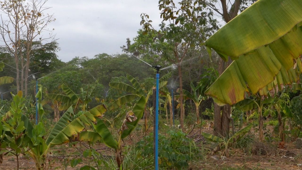 Kits de irrigação são distribuídos pela SAF a agricultores do interior do Piauí