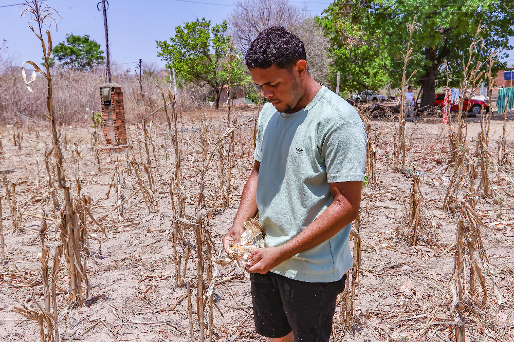 Seca ganha força e destrói lavouras no Piauí