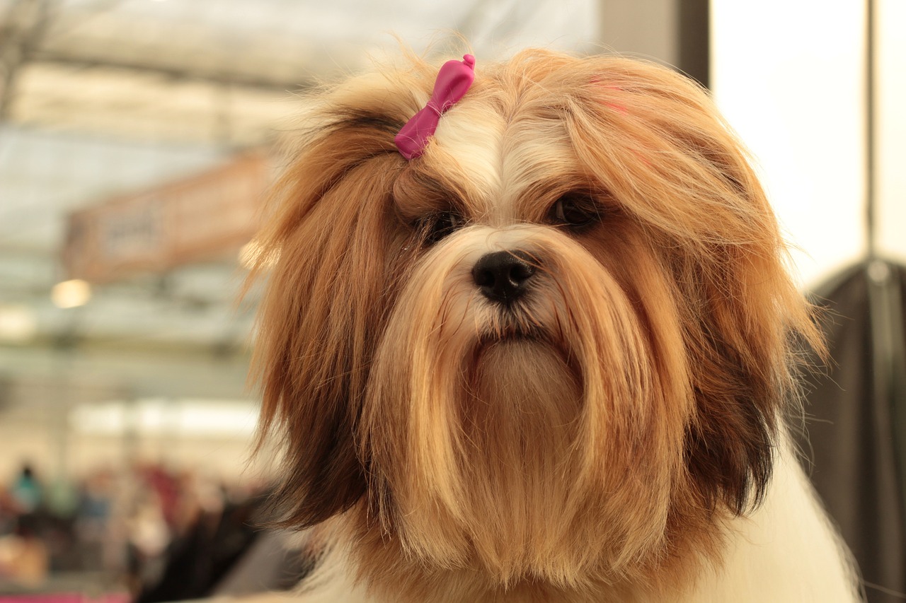 Saiba qual é o melhor cão para um tutor idoso