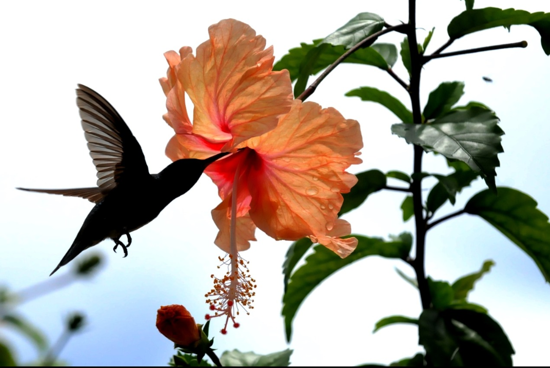 Porque hoje é sábado (e mesmo se nem fosse) o beija-flor da valor sorver as gotas no hibisco da chuva