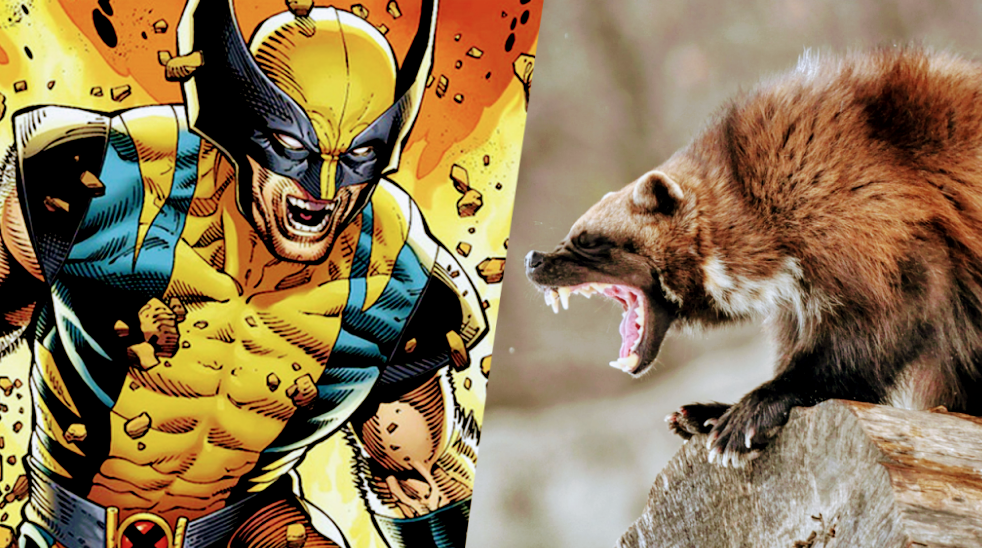 Wolverine é um personagens dos quadrinhos e tem características com o Carcaju, animal que o inspirou