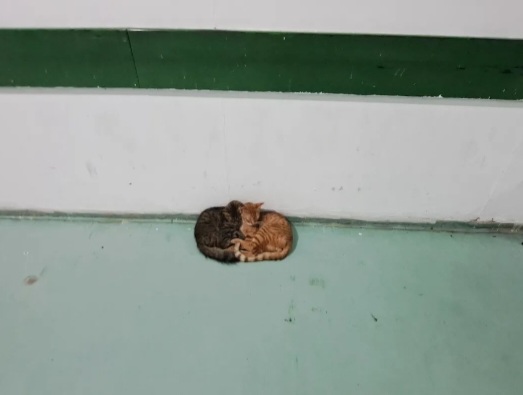 Gatos são flagrados em corredores do Hospital Tibério Nunes