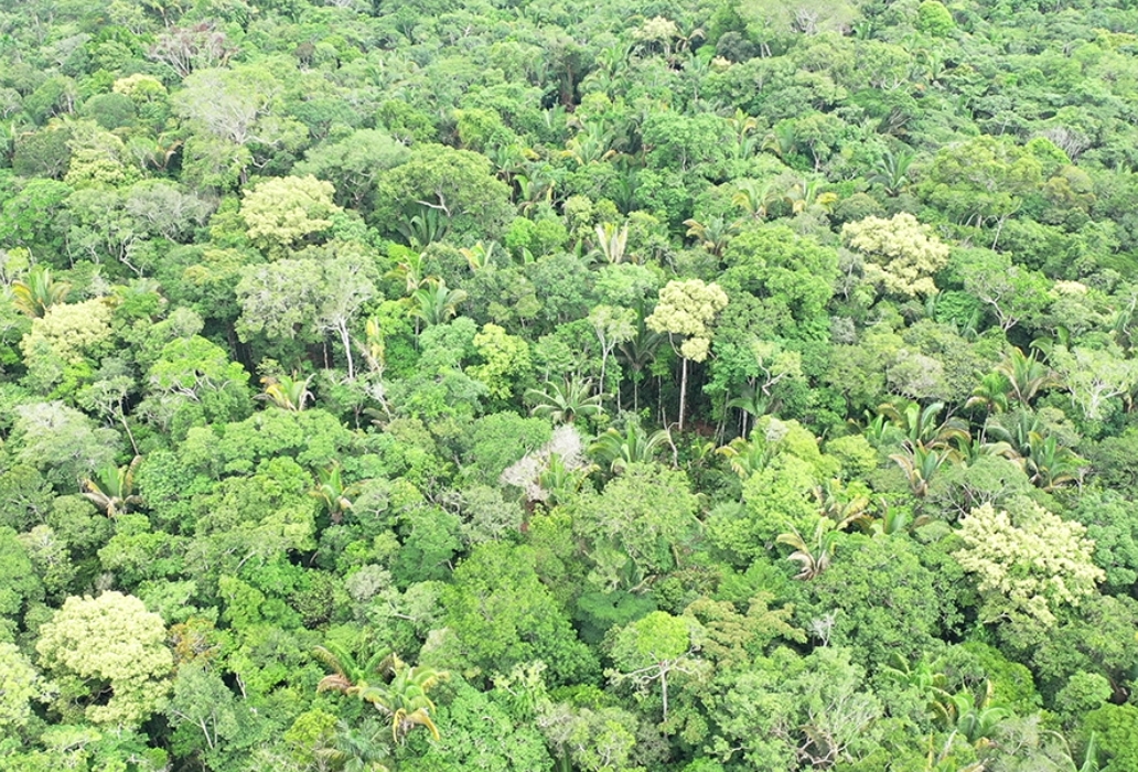 Agrofloresta com tecnologia de manejo sustentável