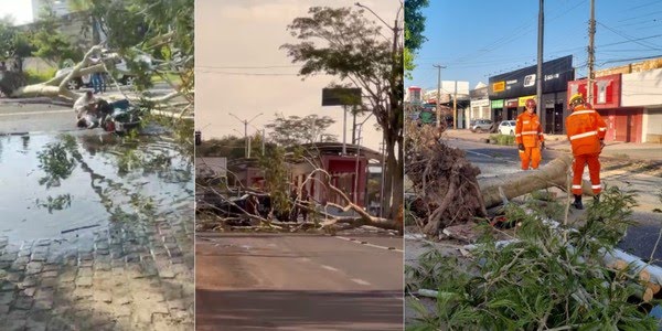 Árvore cai em avenida na Zona Leste e deixa motorista de app e passageira feridos