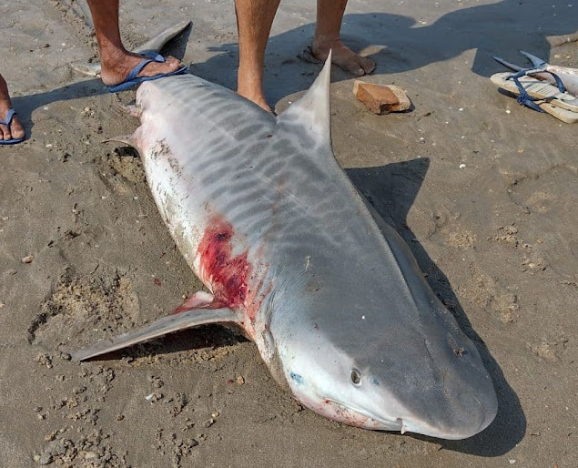 Tubarão é encontrado na praia de Atalaia