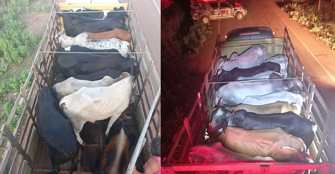 Polícia recupera bois furtados de fazenda em Padre Marcos