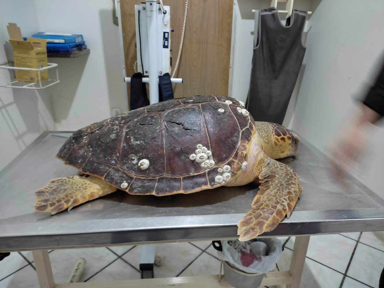 Tartaruga resgatada no Delta do Parnaíba é transferida para o RN