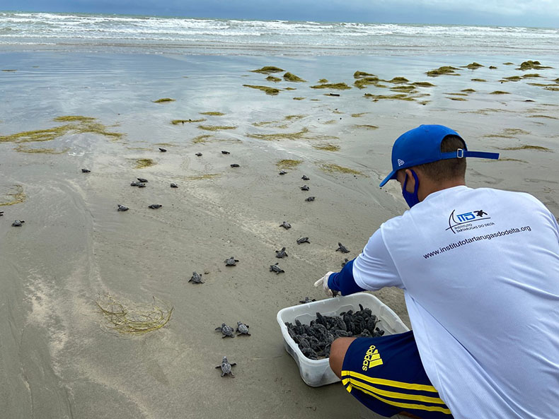 Tartarugas marinhas nascem na praia Peito de Moça