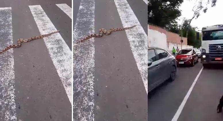 Cobra para o trânsito para atravessar via na faixa de pedestre em Teresina