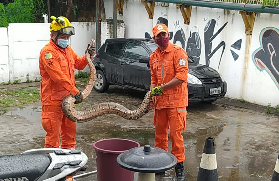 Jiboia de quase 2 metros é resgatada em oficina na zona Sul de Teresina