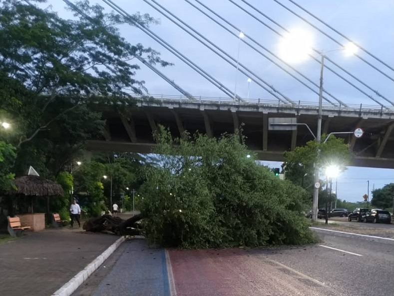 Árvore cai na avenida Raul Lopes e atrapalha tráfego de veículos