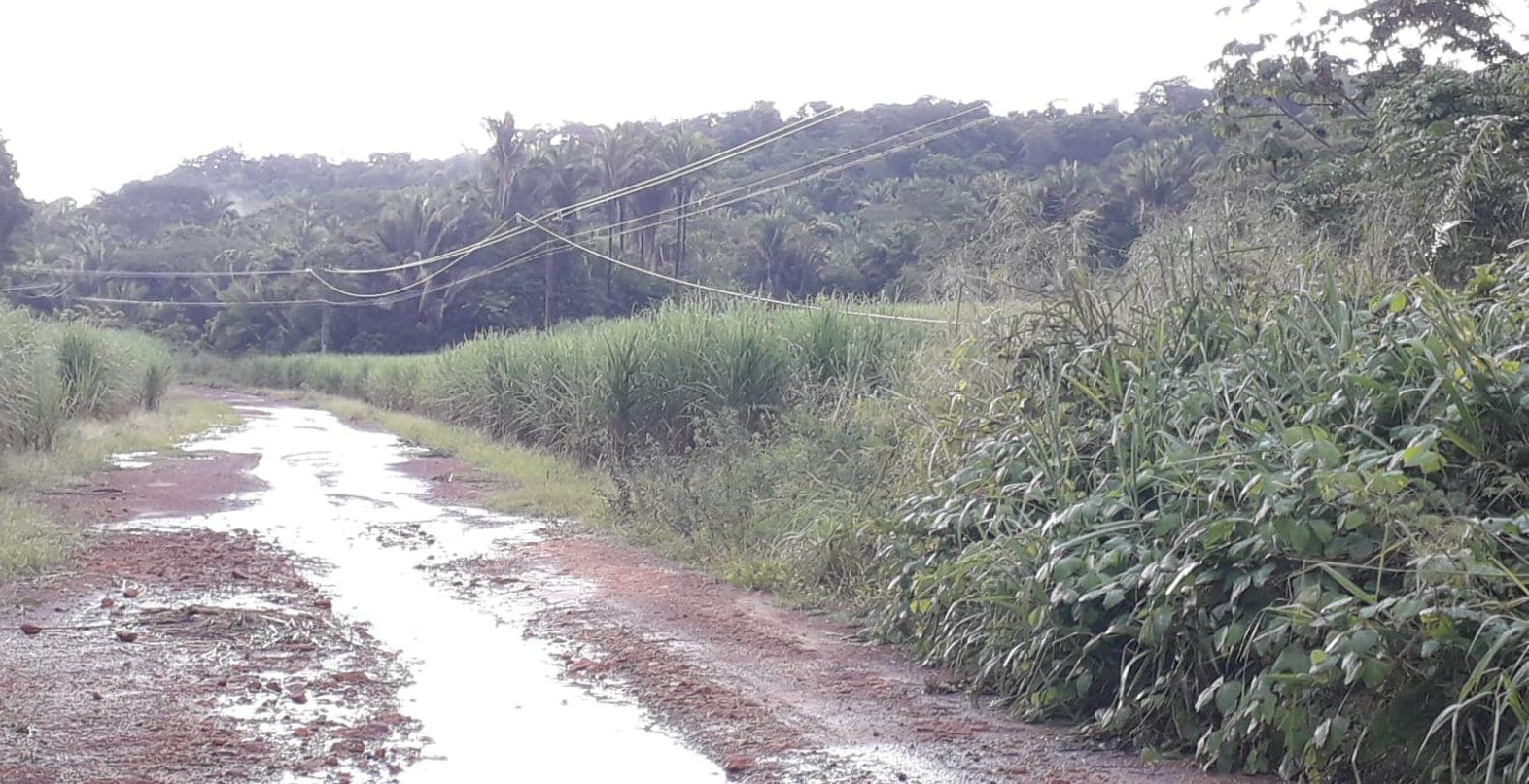 Árvores caem sobre rede elétrica em José de Freitas