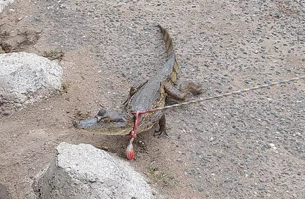 Jacaré é resgatado por moradores no bairro Colorado