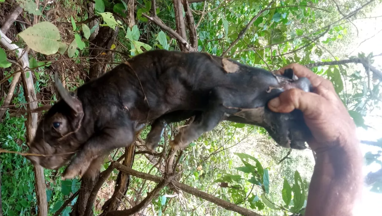 Porco nasce com duas cabeças em Jatobá do Piauí