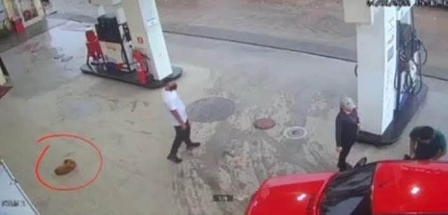 Motorista atropela cachorro em posto de combustíveis em Parnaíba