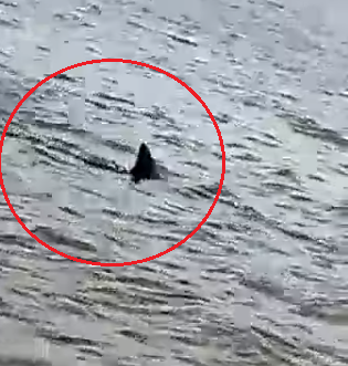 Tubarão é visto na Praia de Barra Grande
