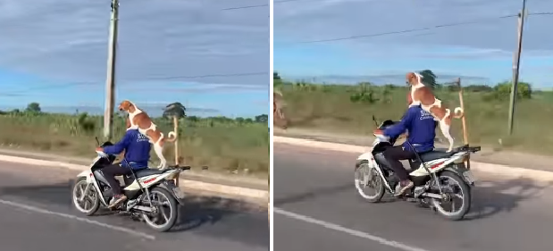 Cachorro é flagrado andando em pé na garupa de moto na zona Norte de Teresina