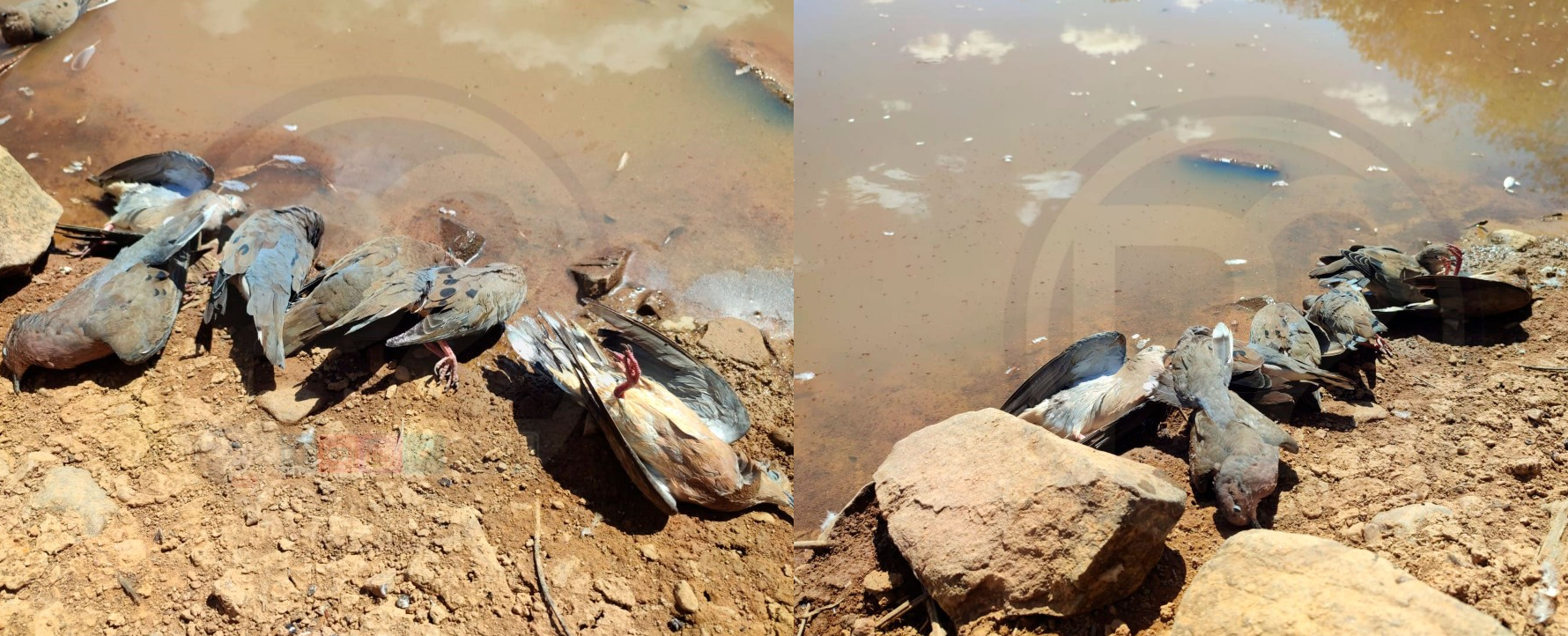 Morte de pássaros na zona rural de Milton Brandão preocupa moradores