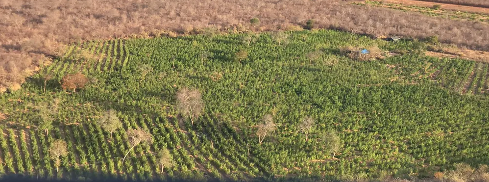 Plantação de maconha em Campo Grande do Piauí