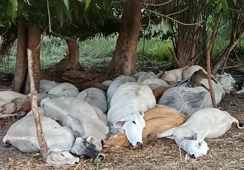 Raio mata vacas no Sul do Piauí