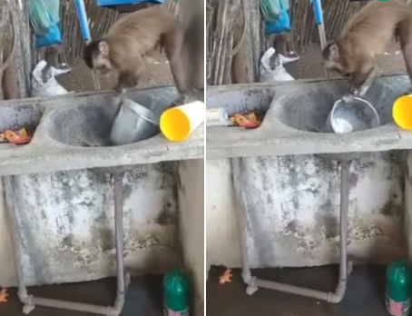 Macaco é flagrado lavando louça no Piauí