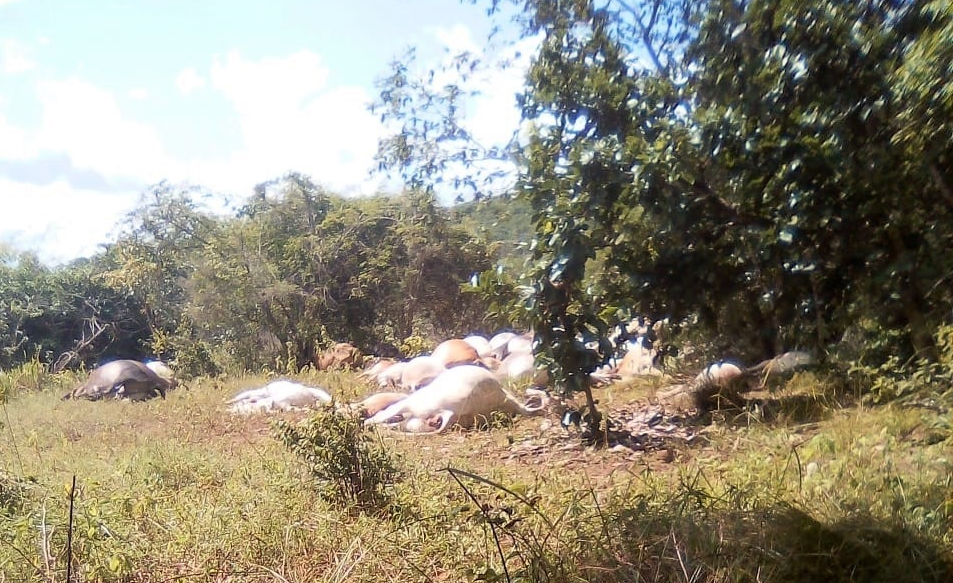 Raio mata 57 cabeças de gado no Piauí