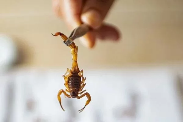 Imagem ilustrativa de escorpião